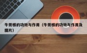 牛蒡根的功效与作用（牛蒡根的功效与作用及图片）