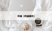 豹猫（豹猫图片）