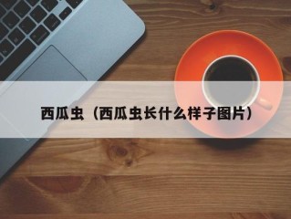 西瓜虫（西瓜虫长什么样子图片）