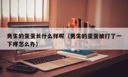 男生的蛋蛋长什么样呢（男生的蛋蛋被打了一下疼怎么办）